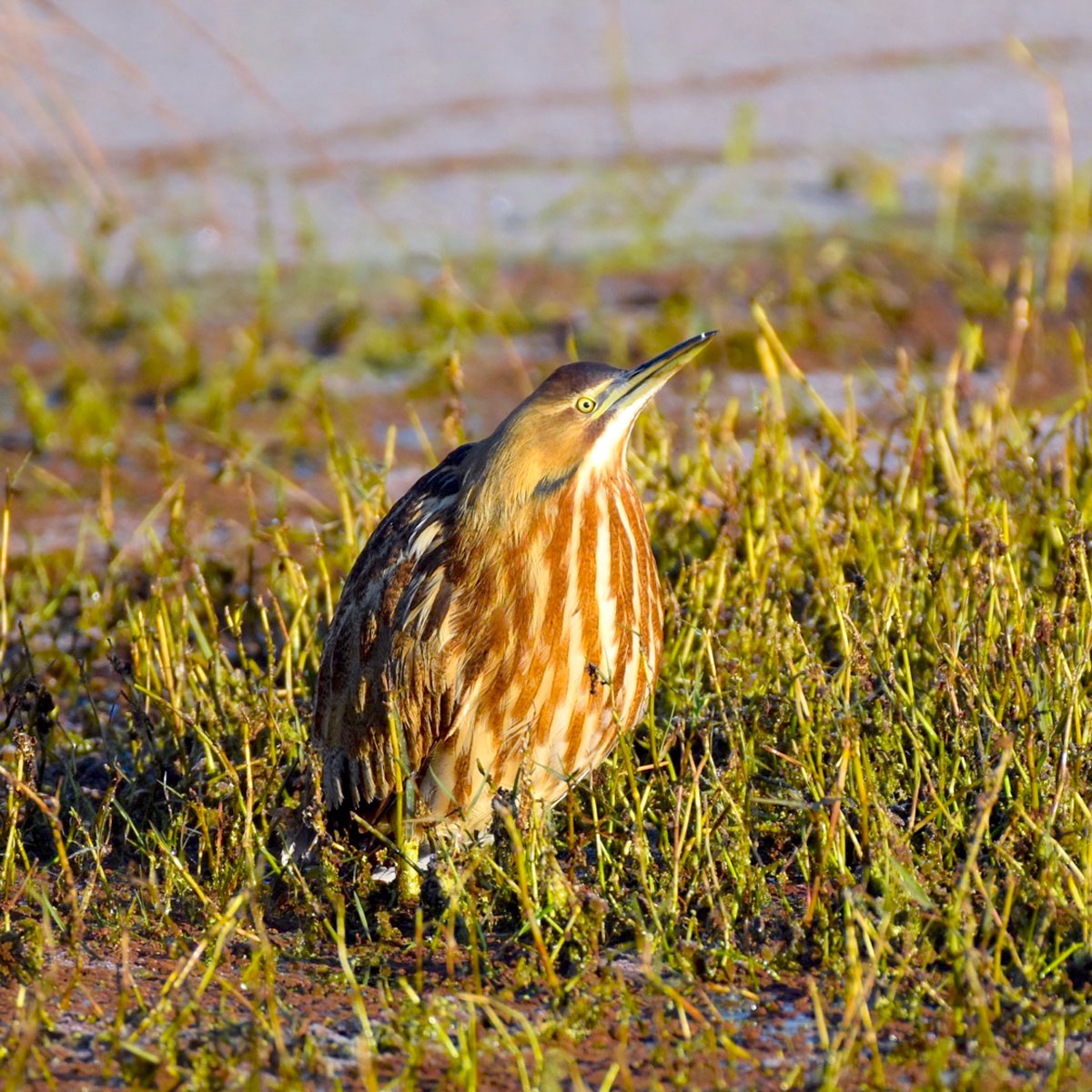 NatomasBasin's tweet photo. “The forecast for the new year? Ahh, things are looking up!”

[Image description: An American bittern stands on the ground in soggy green vegetation, its head and gaze looking up.]

#AmericanBittern #birds #conservancy #sanctuary #wildlife #preserve
https://t.co/yMgrf92OlV https://t.co/7gu9NHUjQz
