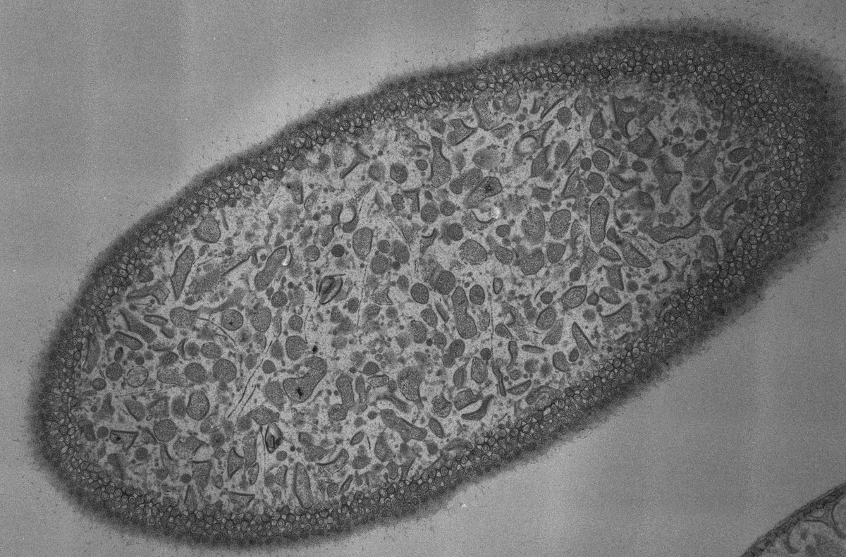 PNASNews's tweet photo. In this issue: Brine shrimp survival in high salinity; archaeomagnetic analysis of inscribed bricks from Mesopotamia; crop and livestock management at Trypillia. https://t.co/ygZNWWVMnx https://t.co/Cz90OCFmGh