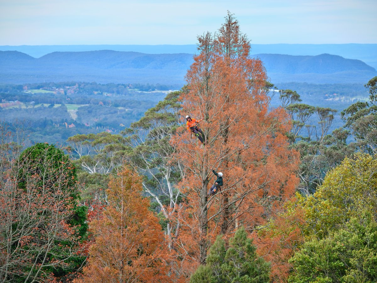 BotanicSydney's tweet image. Help protect #nature as we farewell 2023🌱  

It's the last chance to help support our scientists' crucial research and development efforts to help conserve Australia's #NativeFlora for a greener future. 

🌿 Donate before 31 Dec: bit.ly/3SMDigK