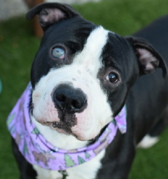 Samantha (@samj_jane) on Twitter photo ๐๏ธ Princeton 11 mths a victim of abuse and neglect only a pup he's hardly ever been outside needs guidance and lots of TLC ๐ please share ๐ #pledge #NYCACC 
#FostersSaveLives ๐๏ธ Dm <a href="/CathyPolicky/">Cathy Policky</a> <a href="/SuzanneSugar/">Suzanne</a> Save Princeton ๐พ๐ ๐๏ธ Princeton 11 mths a victim of abuse and neglect only a pup he's hardly ever been outside needs guidance and lots of TLC ๐ please share ๐ #pledge #NYCACC 
#FostersSaveLives ๐๏ธ Dm <a href="/CathyPolicky/">Cathy Policky</a> <a href="/SuzanneSugar/">Suzanne</a> Save Princeton ๐พ๐