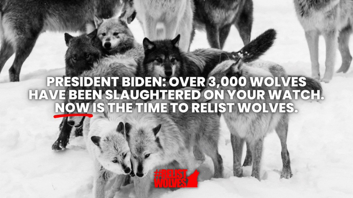 .@POTUS, over 3,000 wolves have been hunted down since 2020 when they were prematurely delisted from the Endangered Species List. It's time to #FollowTheScience and #RelistWolves!