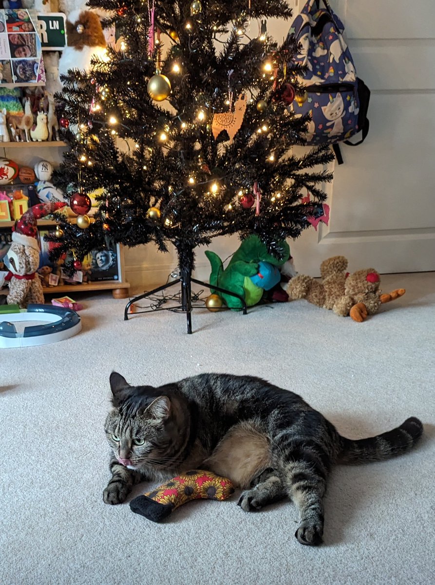 LolaLegged's tweet photo. Loving my new catnip stocking thanks to @Notmycat1 https://t.co/5pme7UIfT2