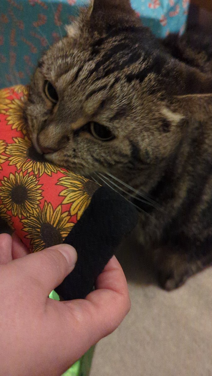 LolaLegged's tweet photo. Loving my new catnip stocking thanks to @Notmycat1 https://t.co/5pme7UIfT2