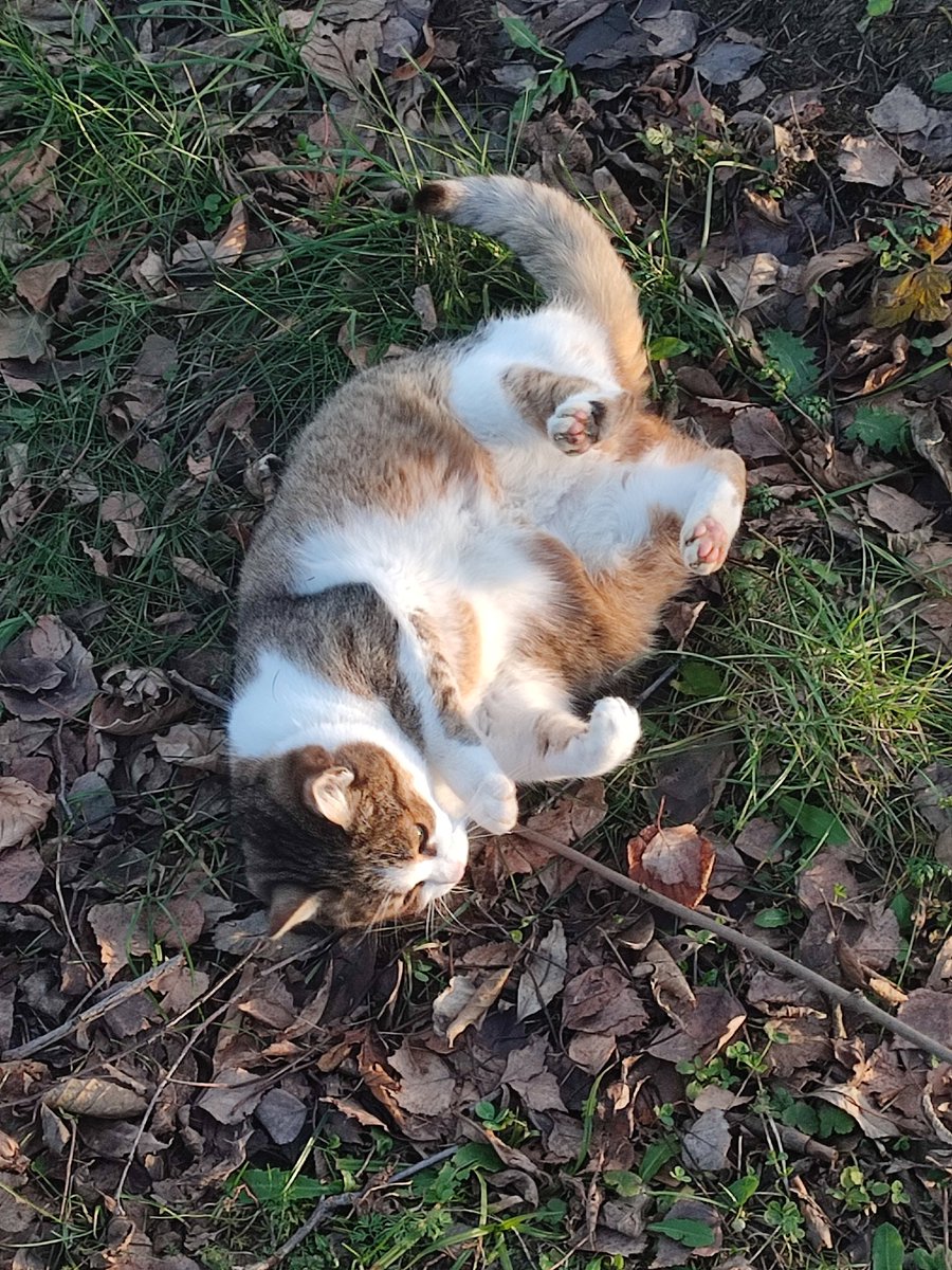 lettuced_'s tweet photo. kitty kitty https://t.co/8ehuCWtdbJ