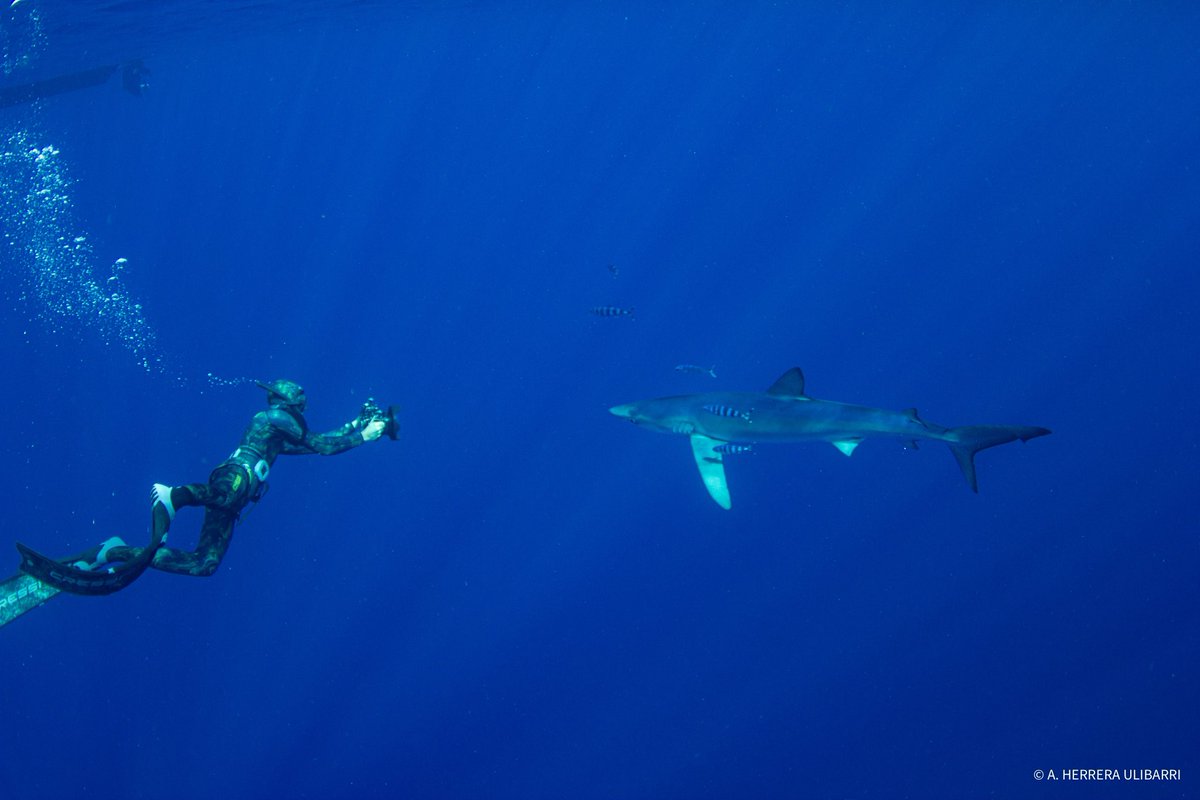 Así termina 2023 y ya estamos pensando en un proyecto que busca la protección de rayas y tiburones <a href="/AzulLatitud/">Latitud Azul</a> <a href="/ulpgcresearch/">ULPGC Research</a> <a href="/angelshark2014/">Angel Shark Project</a> <a href="/IUCN/">IUCN</a> <a href="/EcologicaGobCan/">Transición Ecológica y Energía</a> <a href="/mitecogob/">Transición Ecológica y Reto Demográfico</a>