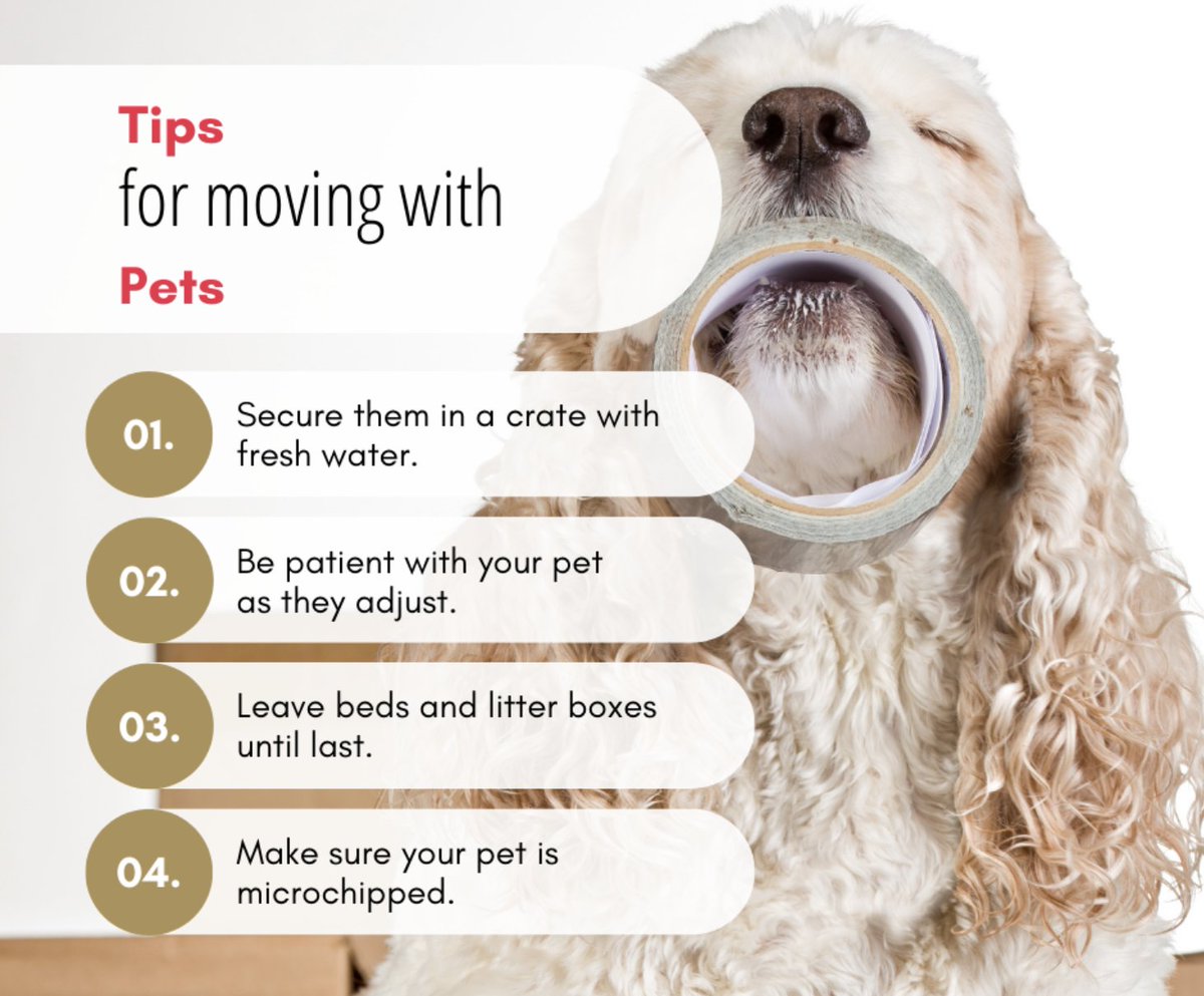 movestarinc's tweet image. Stick to your furry friend's regular feeding, bathroom, and medication schedules to ease their transition.

Learn more🐶
movestarinc.com/helpful-tips-m…

#movingpets #movingwithpets #movingtips #texasmovers #movingcompany #texasmovingcompany #dallasmovers #dallasmovingcompany