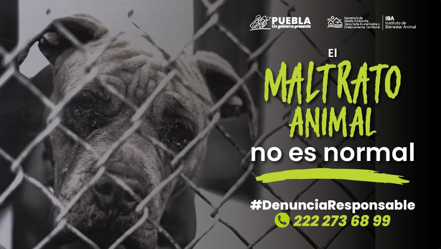 CAuxiliarGobPue's tweet photo. 🐶❤️ La empatía y conciencia son clave para promover en las infancias y la sociedad a respetar a los animales. ¡Juntas y juntos trabajemos por una tenencia y #DenunciaResponsable.
Para orientación, comunícate con el @IBAGobPue al 📞222 273 68 99. https://t.co/vZJTOI591E