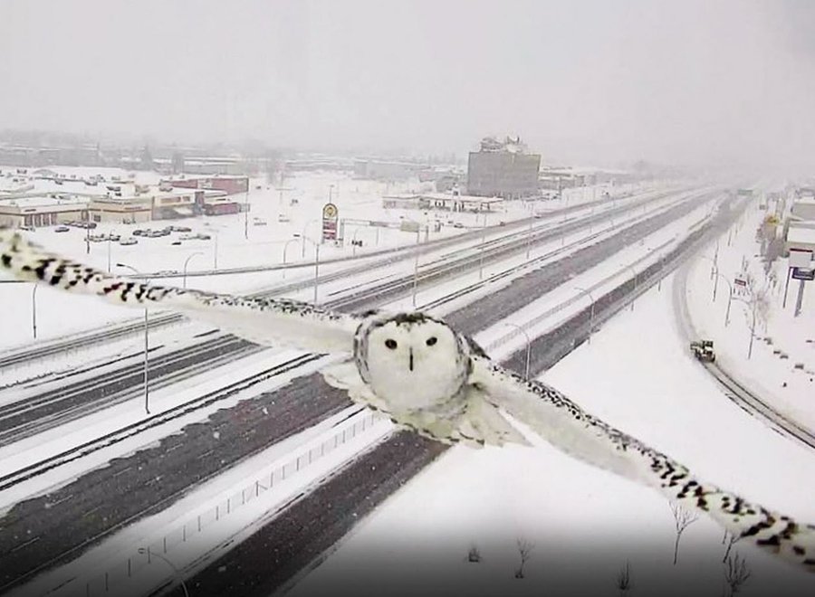 Bonjour - hi!   

A magnificent snowy owl caught on traffic cam in Montreal (highway 40 on the West Island for those in the know). ❄️❄️🦉