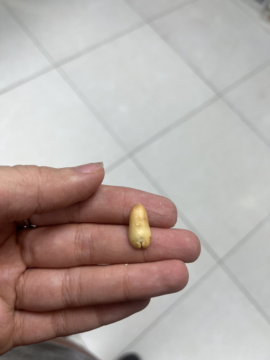 IgolbargI's tweet photo. بادوم زمینی کون داره ولی تو نداری 
تگش کن 😂 https://t.co/w6AOyvqRMa