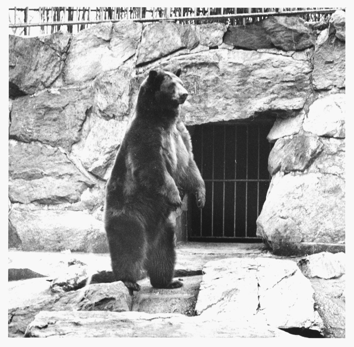 #DidYouKnow I had a living symbol?! In 1950, a lone bear cub survived a human-caused wildfire in the Capitan Mountains of New Mexico. His paws and hind legs were so badly burned, they initially named him Hot Foot Teddy.