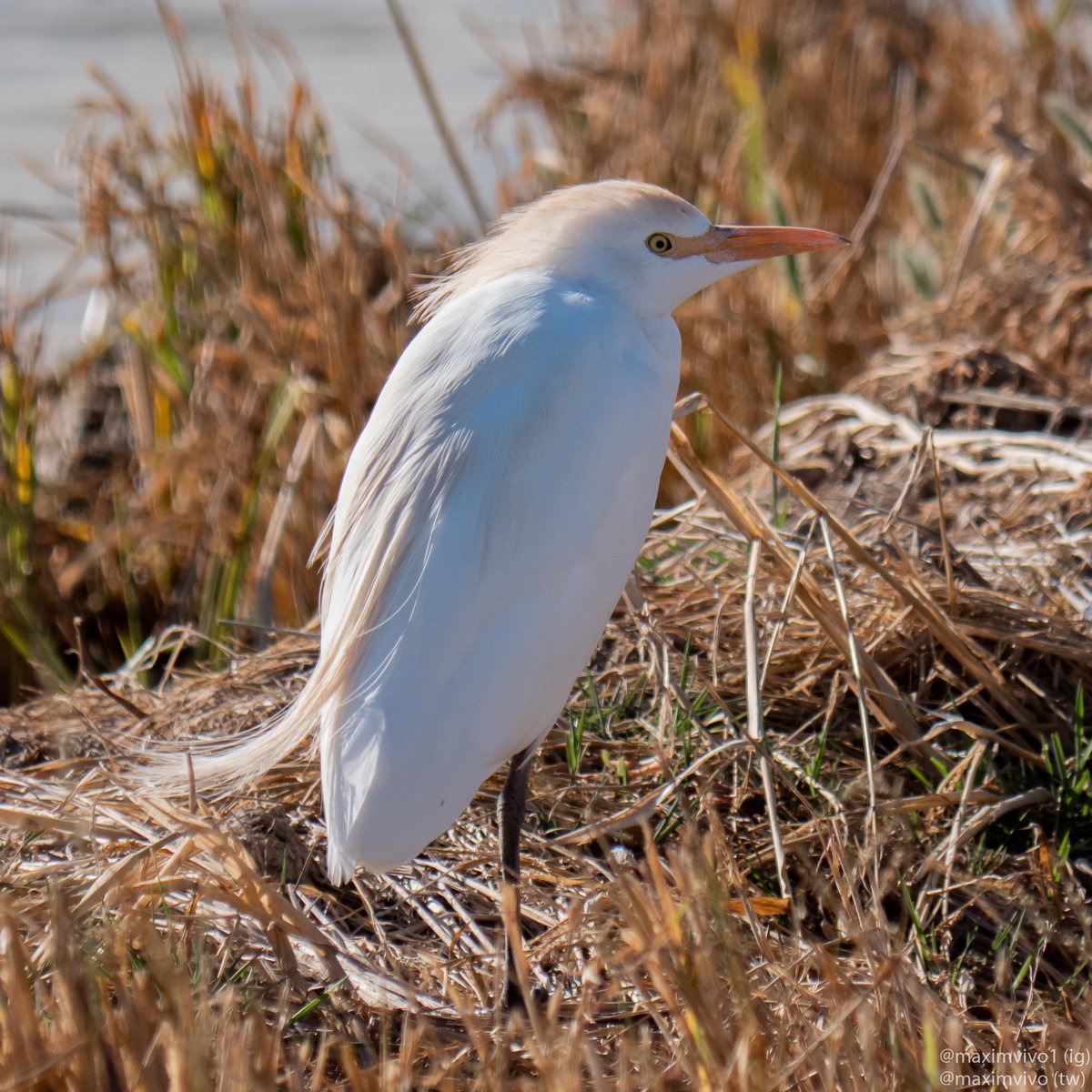 MaximVivo's tweet photo. Aquests dies està fent fred i este esplugabous pareix que en tinga un poc.

#esplugabous #Bubulcusibis #garcillabueyera #Westerncattleegret #albuferadevalencia #sueca #birdwatching #birdphotography https://t.co/Qaw2SEZpuE