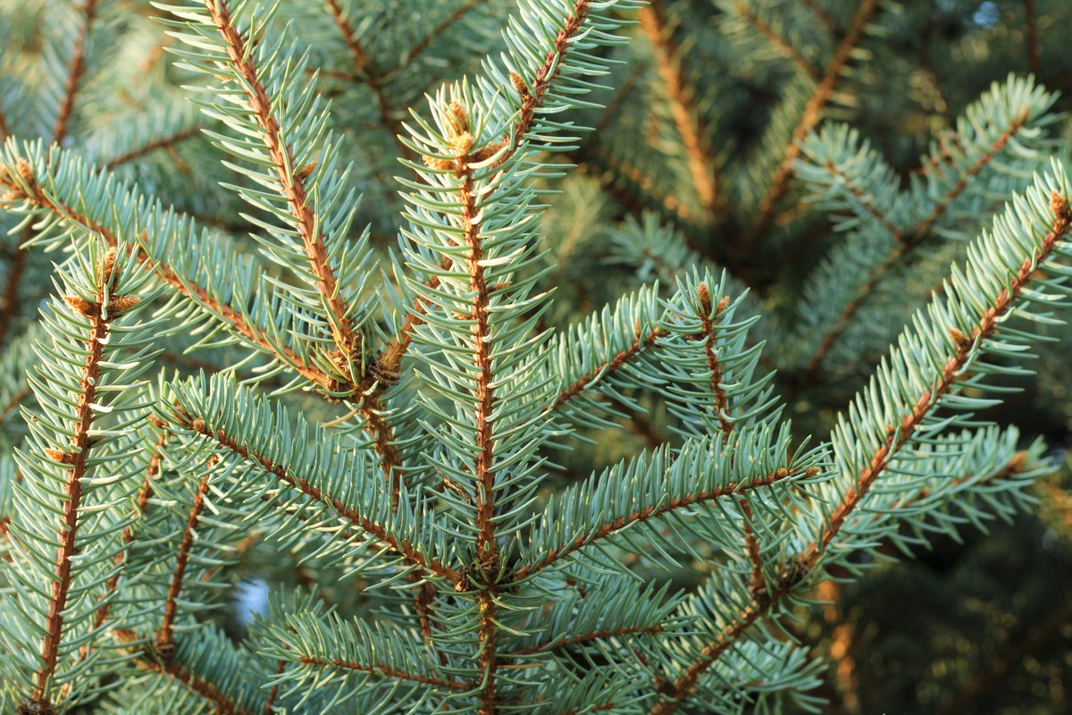 WFLA's tweet photo. 🎄🎣: YETI is helping turn old Christmas trees into fish habitats – here's how you can help https://t.co/ZhTO56r2nd https://t.co/8QZv5pFp9h