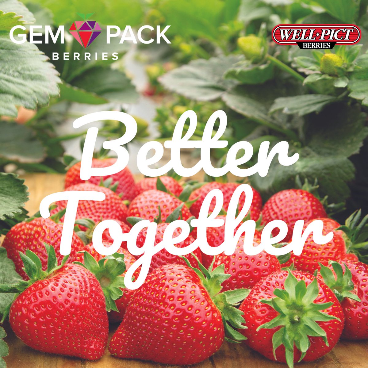 wellpictberries's tweet photo. Well•Pict Berries community, our story evolves!  🍓 We’re joining the Gem-Pack Berries family, and the adventure continues on their page. Come with us as we embark on our next sweet adventure. See you there!

#WellPictBerries #WellPict #Berries #GemPackBerries #GemPack #FollowUs https://t.co/rrbbvpfCON