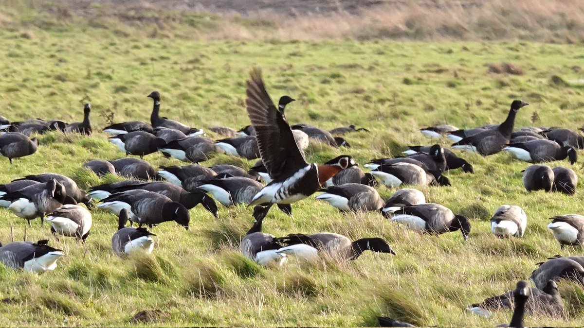 paulriley44's tweet photo. Good day with @Richardpre21189 and @Christo1219 saw the Cley RB Goose, Wiveton Cattle Egrets and K Lynn BT Diver but couldn't find the Stiffkey Glossy Ibis or Pallas's Wblr in brief (windy) search. https://t.co/KR7g5jVXIK