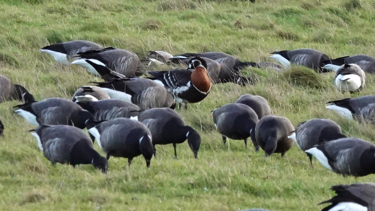 paulriley44's tweet photo. Good day with @Richardpre21189 and @Christo1219 saw the Cley RB Goose, Wiveton Cattle Egrets and K Lynn BT Diver but couldn't find the Stiffkey Glossy Ibis or Pallas's Wblr in brief (windy) search. https://t.co/KR7g5jVXIK