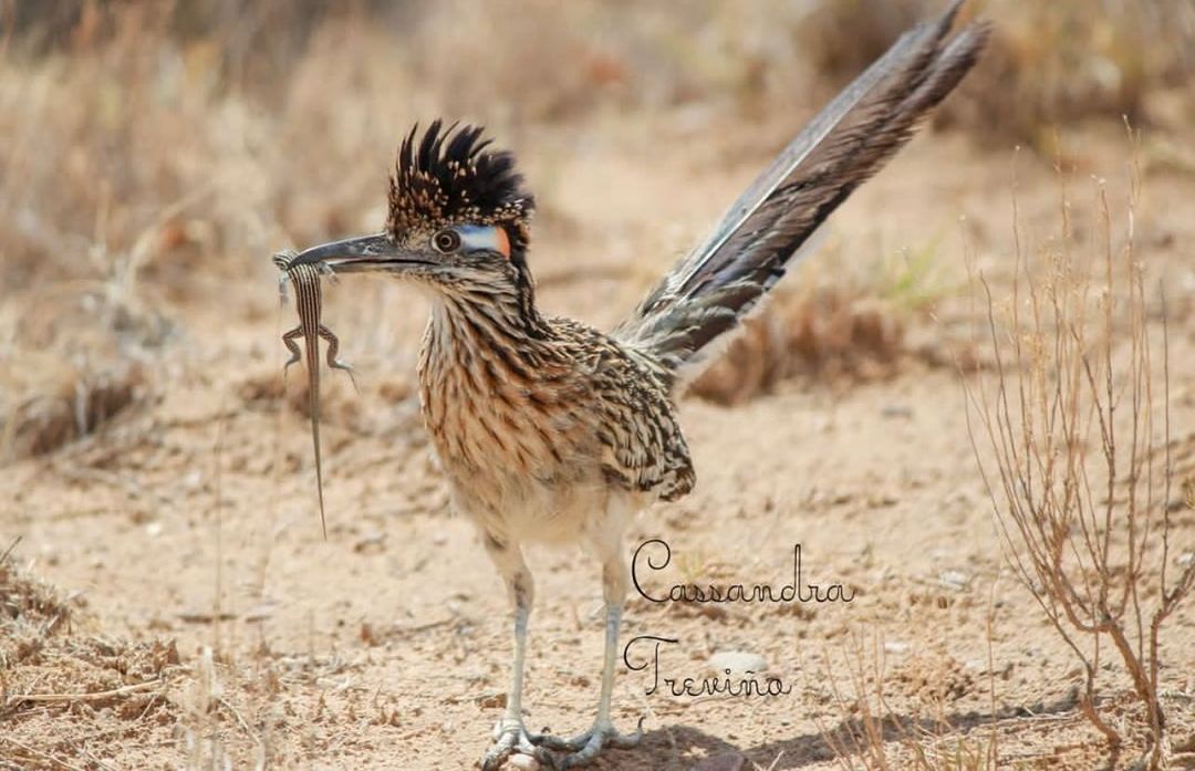 ABQLive's tweet photo. Our state bird just having a little snack! Photo Cred: @igersabq
Tag us and use #ABQLivePhotoOfTheDay for a chance to be featured!✨
#abqlive #albuquerque #newmexico #burque #nm #newmexicotrue #downtown #abqphotos #newmexican #newmexicolove #visitabq #nmgrammers #abq #nmtrue https://t.co/EMyBjlJSbM