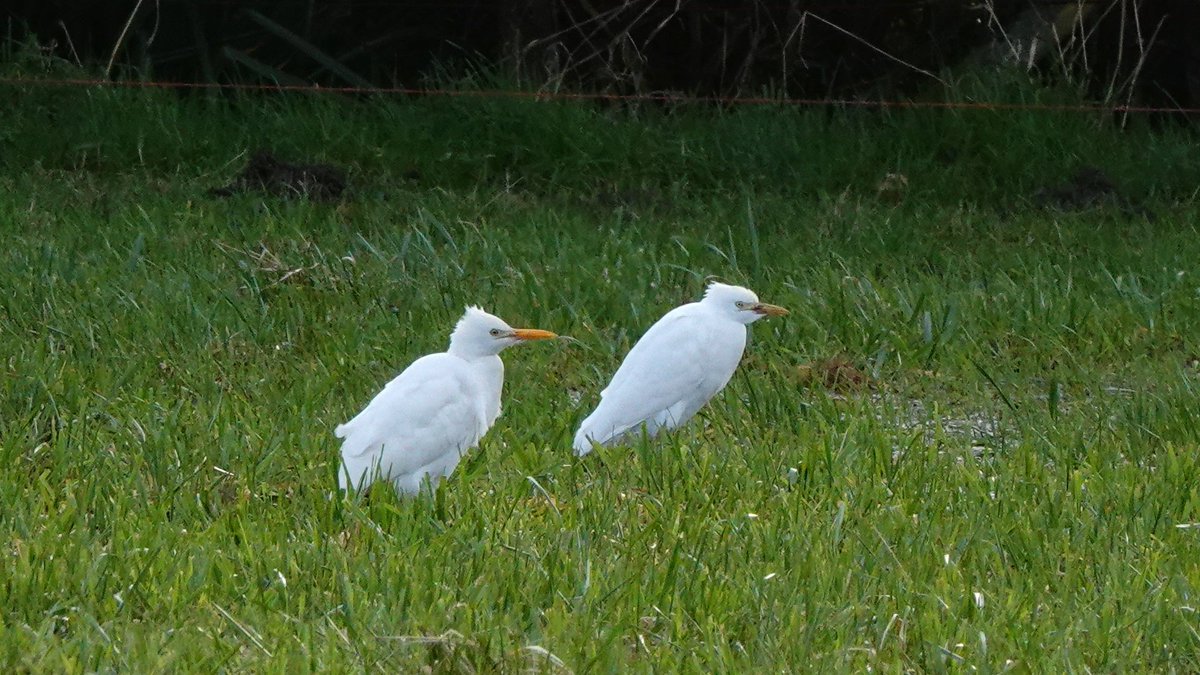 paulriley44's tweet photo. Good day with @Richardpre21189 and @Christo1219 saw the Cley RB Goose, Wiveton Cattle Egrets and K Lynn BT Diver but couldn't find the Stiffkey Glossy Ibis or Pallas's Wblr in brief (windy) search. https://t.co/KR7g5jVXIK