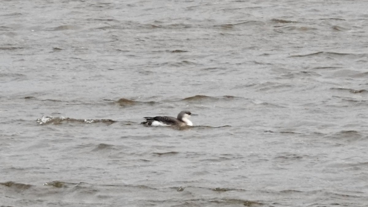 paulriley44's tweet photo. Good day with @Richardpre21189 and @Christo1219 saw the Cley RB Goose, Wiveton Cattle Egrets and K Lynn BT Diver but couldn't find the Stiffkey Glossy Ibis or Pallas's Wblr in brief (windy) search. https://t.co/KR7g5jVXIK