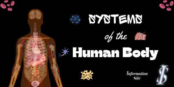 Infosite4u's tweet photo. Systems of the Human Body: https://t.co/Ij84qDbceW
#Health #healthcare #system #organs #internalorgans #HumanBody https://t.co/fXK6cpA2n0