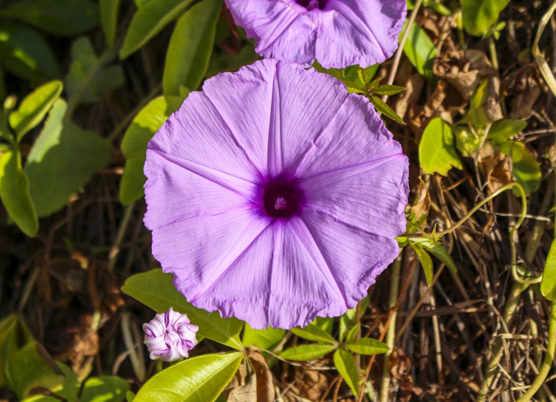 DanielPolitte's tweet photo. Morning Glory! Add some brightness to your day. 
Available Here: 
https://t.co/Xoh6SllEf6

#art #artforsale #beautiful #flower #flowers #morning #morningglory #decor #prints #wallart #wallartdecor #happy #vibes #coastal #vibrant #colorful https://t.co/1sFZScXGmc
