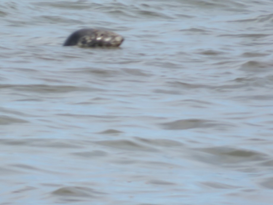 MI_TU's tweet image. Cape Code - Nantucket Seal

amzn.to/47f6sZM

bit.ly/2AP4an7

tu-mi.it/2023/12/cape-c…

#usa #capecode #forgottenwar #adv

bit.ly/2nkT0U3

bit.ly/3lmYqZC