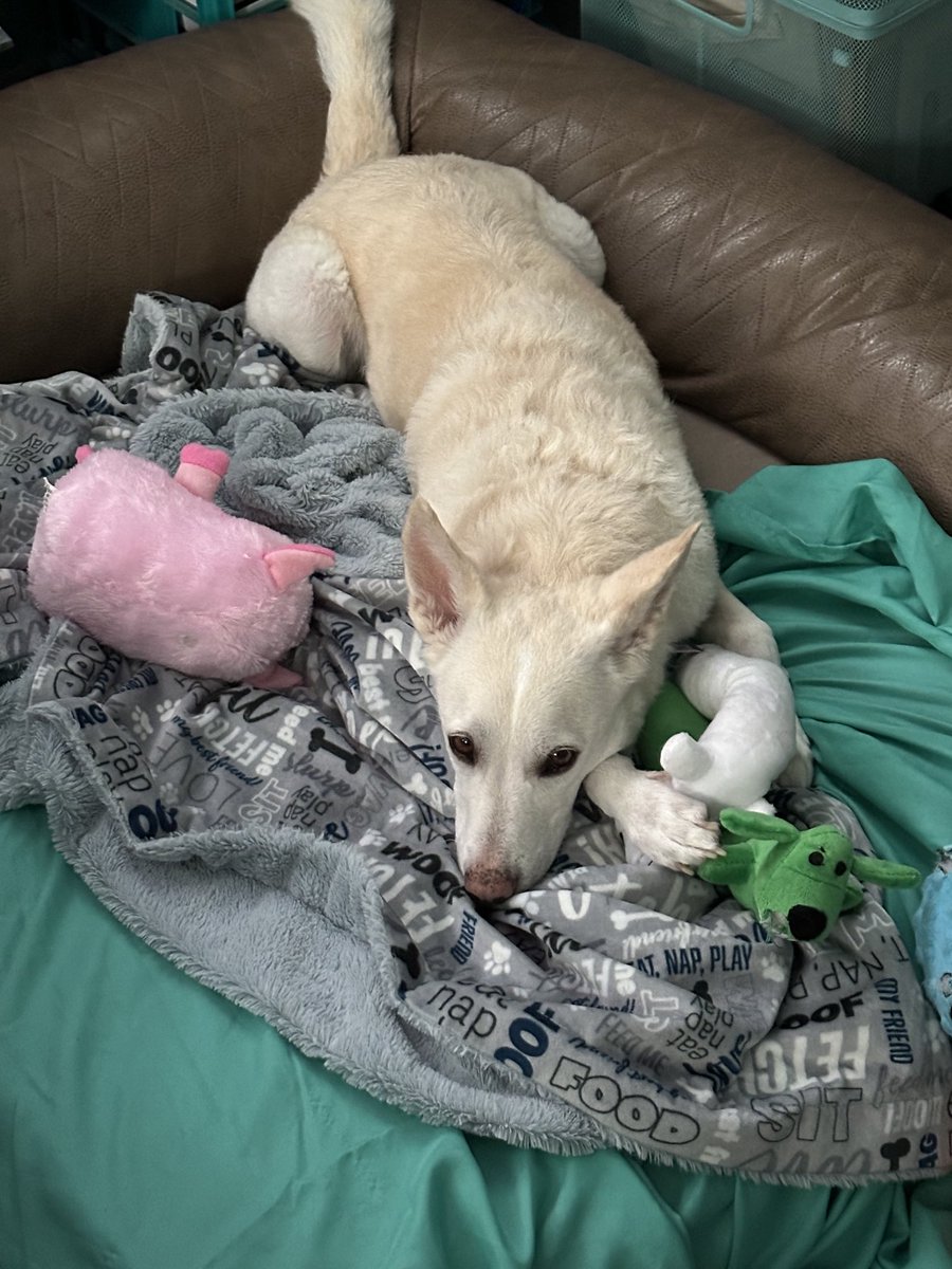 emmaskid7's tweet photo. Lazy day enjoying my new toys! #dogsoftwitter #dogsofx #puptime https://t.co/2bujq8DEt6