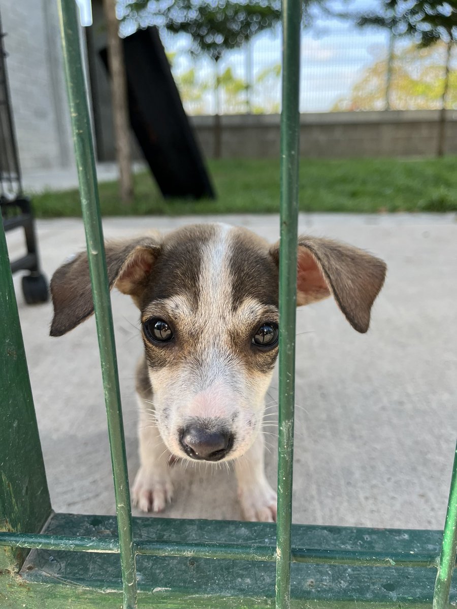 nana1gc's tweet photo. Ayer en el CBA de Barranquilla, estaba esta perrita. Tiene como 2 meses💔 me partió el corazón porque el personal de Funcuan me indicó que adoptaron a todos sus hermanos menos a ella y se la pasa muy triste. 
Si alguien le interesa me avisa o puede dirigirse directamente alla. https://t.co/HFXUDKkVnb