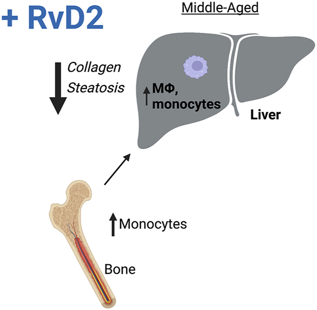 Resolvin D2–G-Protein Coupled Receptor 18 Enhances Bone Marrow Function and Limits Steatosis and Hepatic Collagen Accumulation in Aging …RvD2-GPR18 signaling controls steatosis and fibrosis and provides a mechanistic-based therapy for promoting liver repair in aging.