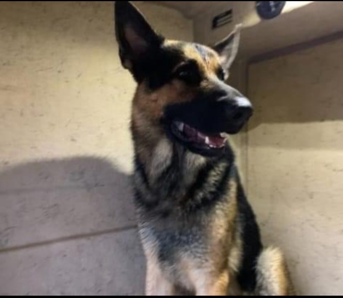 fisherwoman6234's tweet image. Asher TBK 1/2 🔥🔥
leegov.com/animalservices
All Death Row Dogs are ❌Rescue Only ❌ he won’t be listed on website.. DM 4 adoption or Rescue..visit Urgent Dogs of Lee County Fl to see all death row dogs💔
2669 animals killed this year 💔😭 Please help me save Asher