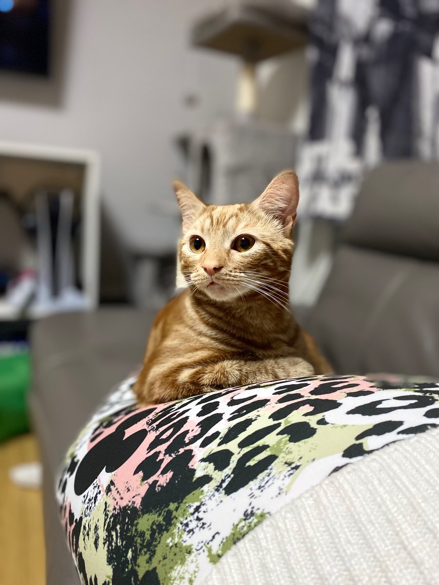 GoodGoddessIQ's tweet photo. My gorgeous boy 🧡 #CatsOnTwitter #KittyTwitter https://t.co/GcLEG6wjo1