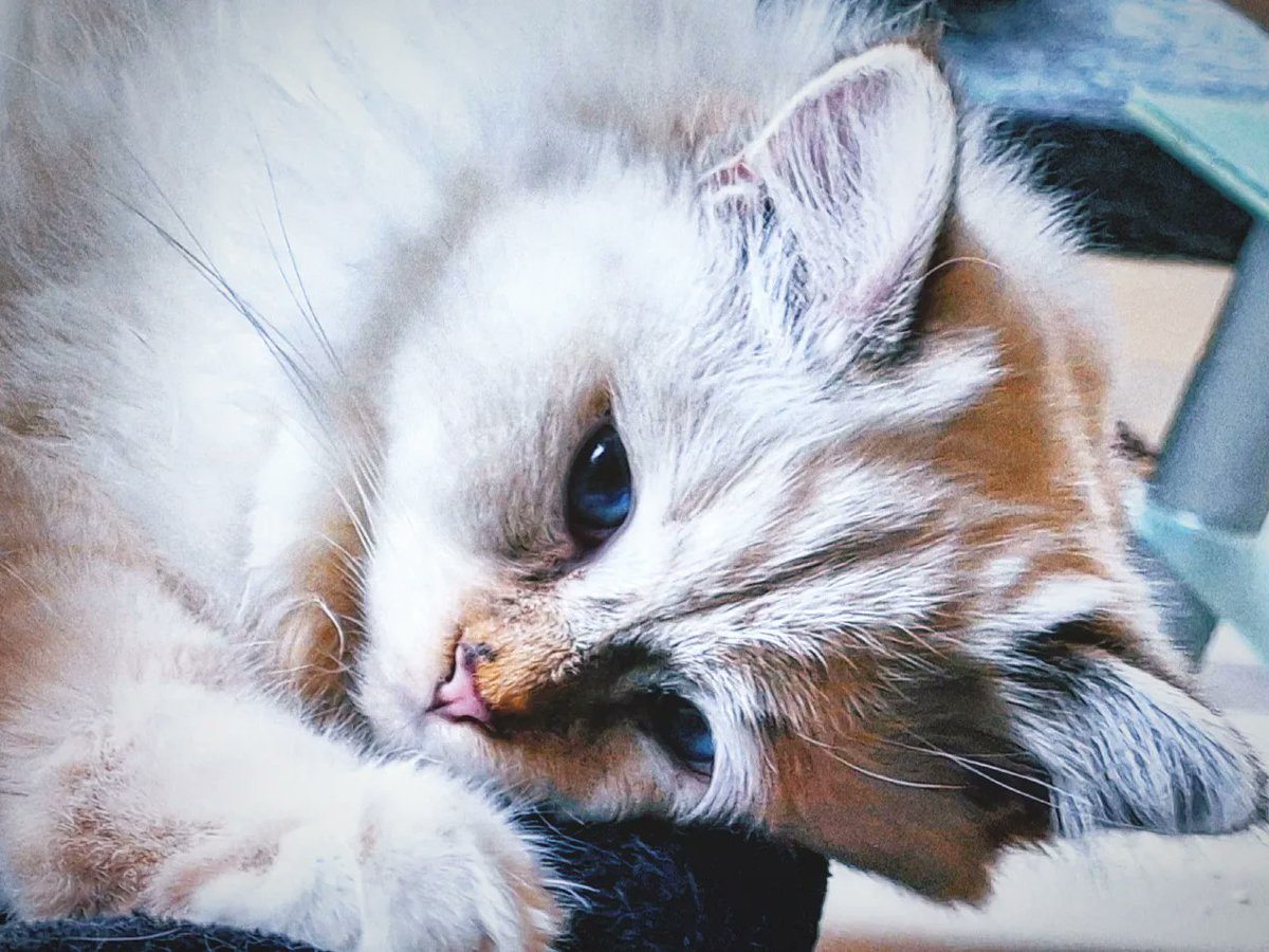 Khalindora's tweet photo. Blue eyed Mika in cuddle mode. #birmancat #heiligebirma https://t.co/eIEvHNEdhV