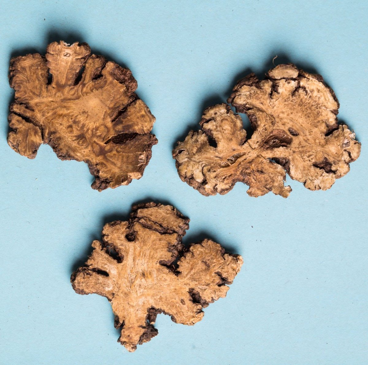 T3Uncoupled's tweet image. Currently trying to pronounce the word phytoprogestogen without getting nauseous, but there is a traditional Chinese medicine herb called Szechuan Lovage (part of the carrot family) that has a potent "progestin" called dihydrodiligustilide. It's used to treat estrogen dominance.