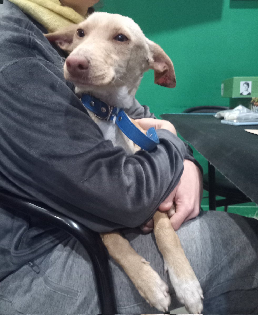 BarrigaNo's tweet photo. Nos hemos encontrado a esta señorita andando por la autopista. No tiene chip, así que la tenemos acogida en casa. Tiene pocos meses. Si quieres adoptarla comunícate conmigo. Está en Logroño pero la acercamos hasta donde haga falta. https://t.co/gLbbSN6Y6v