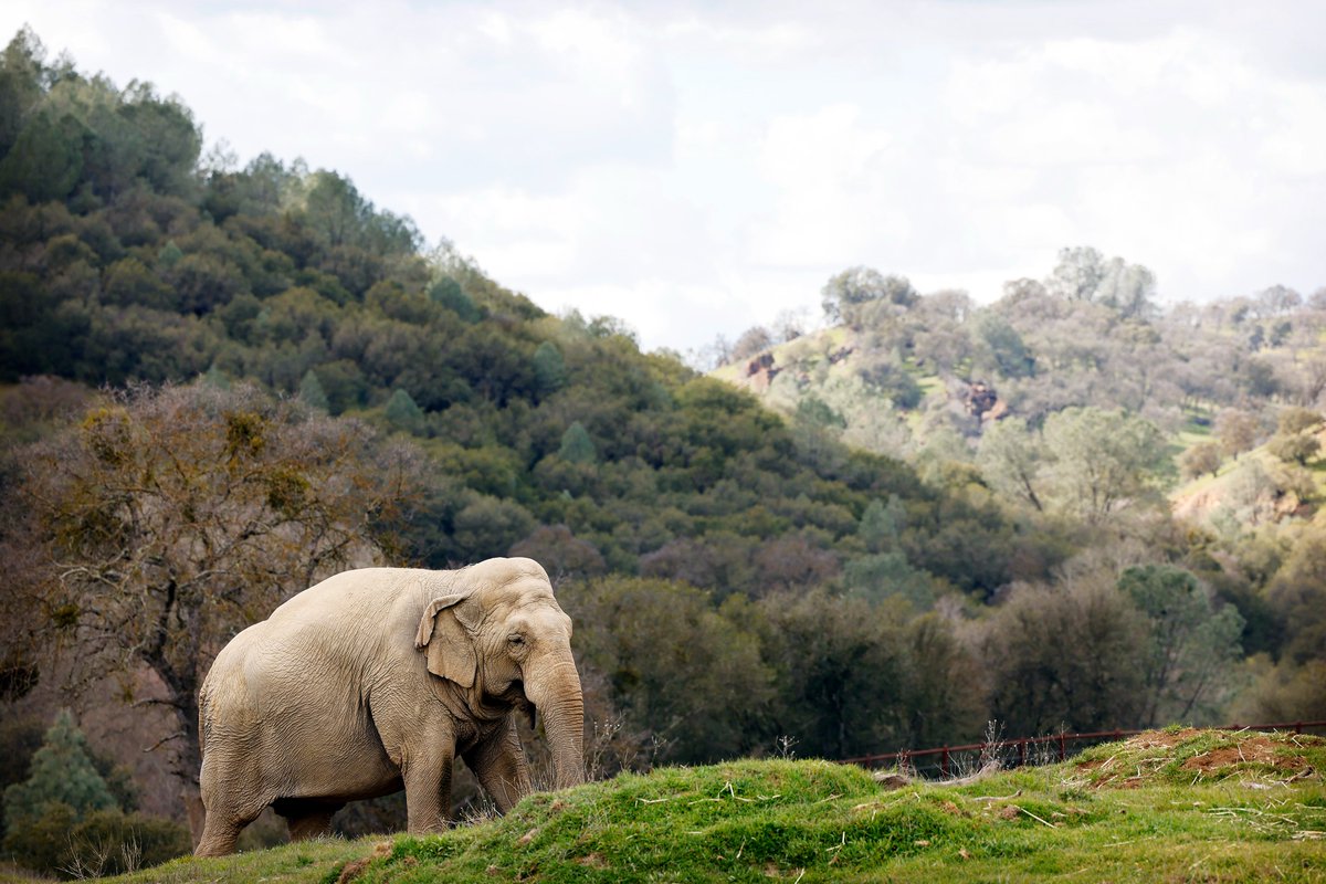 Our last newsletter of 2023. You can read it by clicking here: conta.cc/3TDz1wA Pictured: Gypsy in her habitat @pawsark2000
#sanctuary.  #ElephantSanctuary #GFASSanctuary #Elephants #BigCats #Bears