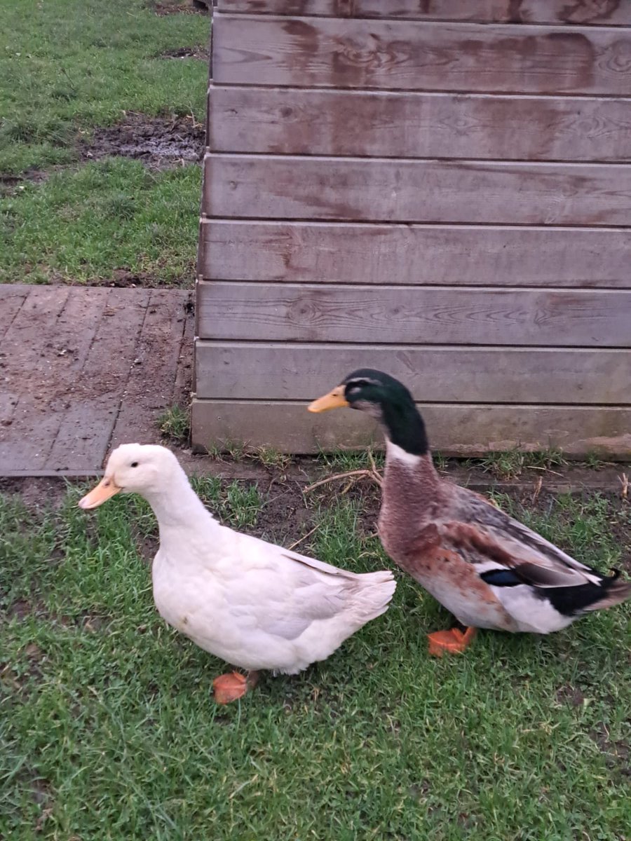 PapiMorgane's tweet image. ❤🔥🙏