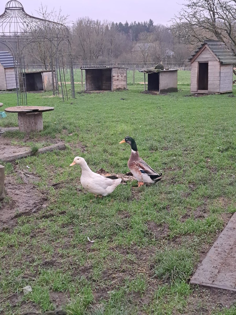 PapiMorgane's tweet image. ❤🔥🙏