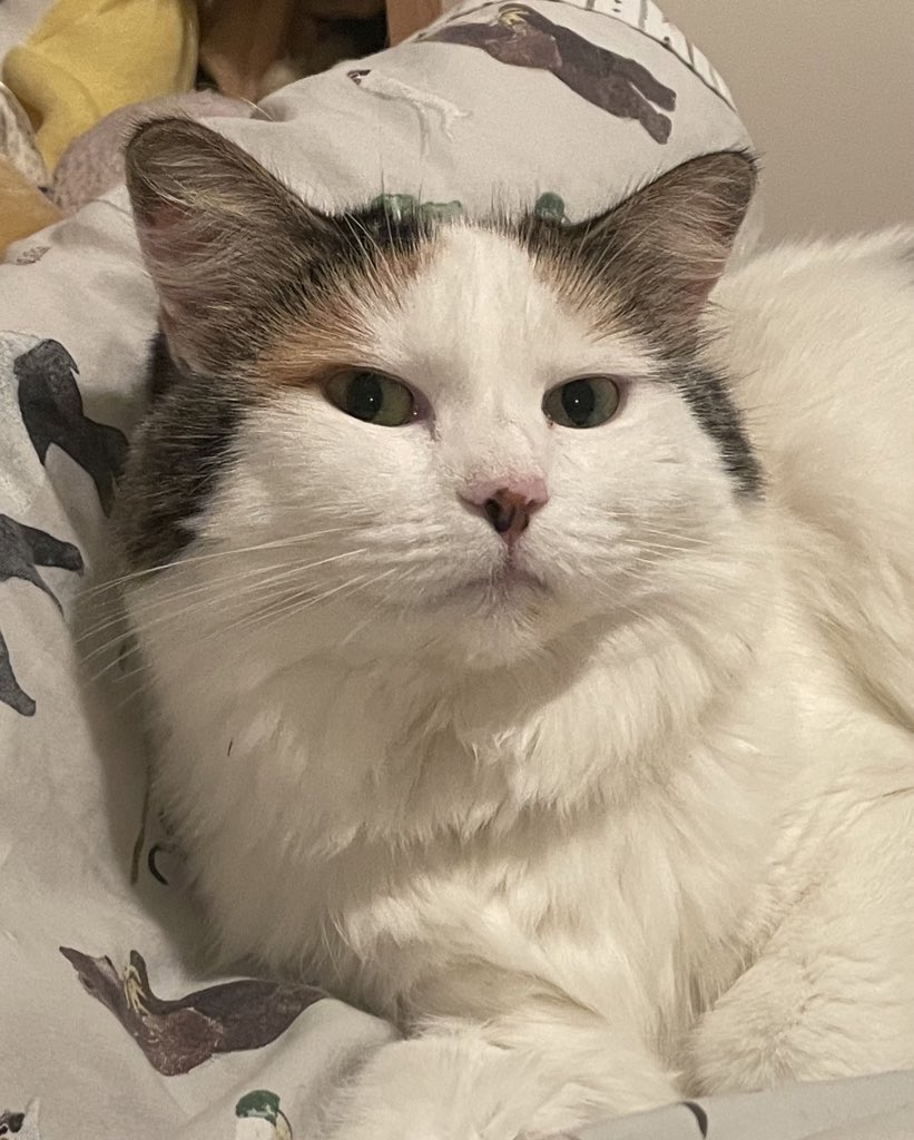 I hate turkey, and Alaskan salmon and even the expensive Sheba rubbish that Santa brought me. Any ideas what I should be demanding from my humans? The male is particularly weak and willing to give into my demands so please feel free to suggest away ££££