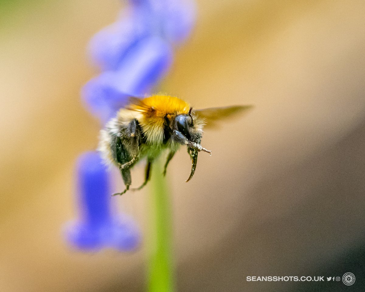 seansshots's tweet photo. Here's my fav pics from May in my countdown of images from this year. A lovely Bluebell covered path, Bee doing a bit of dabbing, sidecar action from the Pre TT Classic and a drone shot of the Gorse hedges in Maughold #myimages #favimages2023 #picsoftheyear2023 #iomstory https://t.co/5ULIizyISx