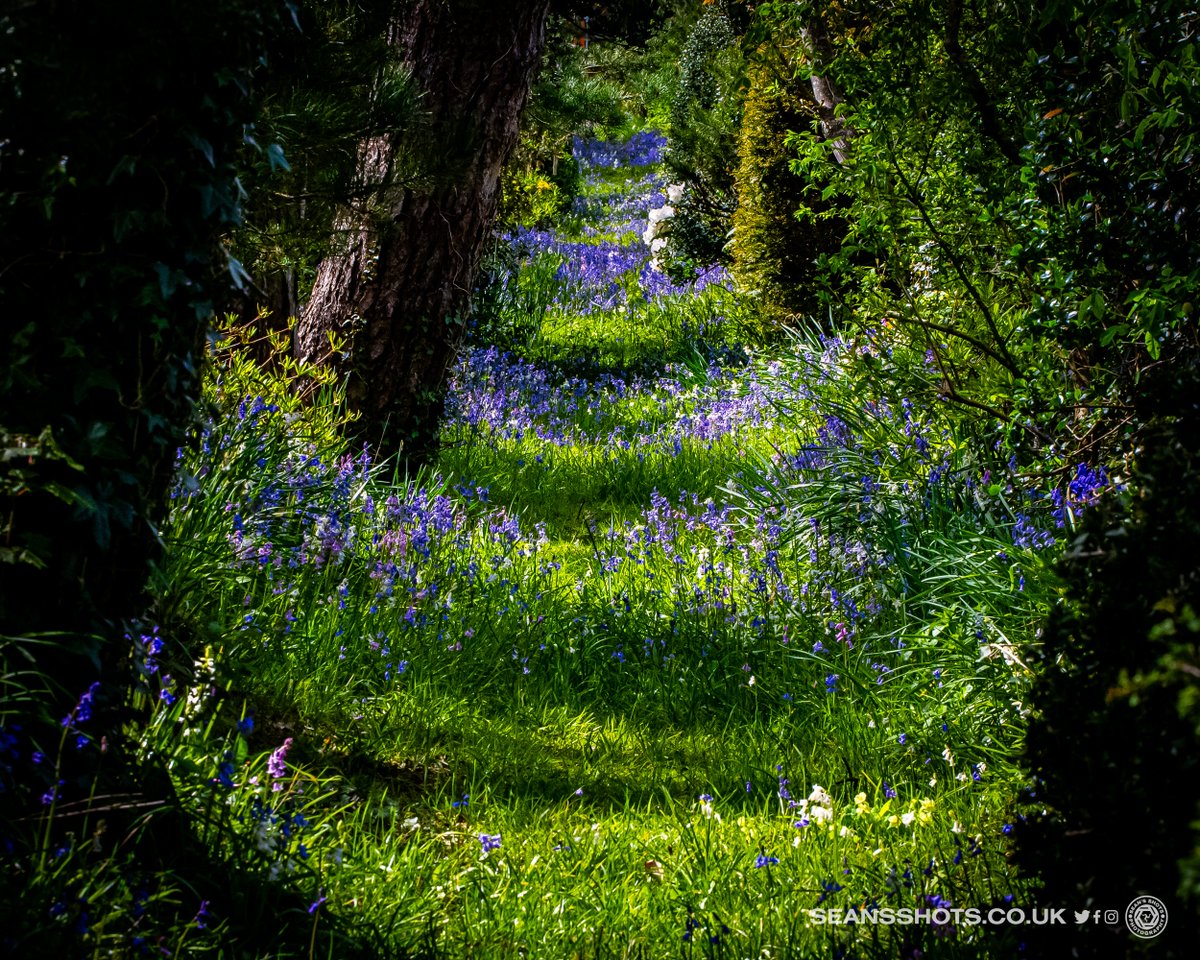 seansshots's tweet photo. Here's my fav pics from May in my countdown of images from this year. A lovely Bluebell covered path, Bee doing a bit of dabbing, sidecar action from the Pre TT Classic and a drone shot of the Gorse hedges in Maughold #myimages #favimages2023 #picsoftheyear2023 #iomstory https://t.co/5ULIizyISx