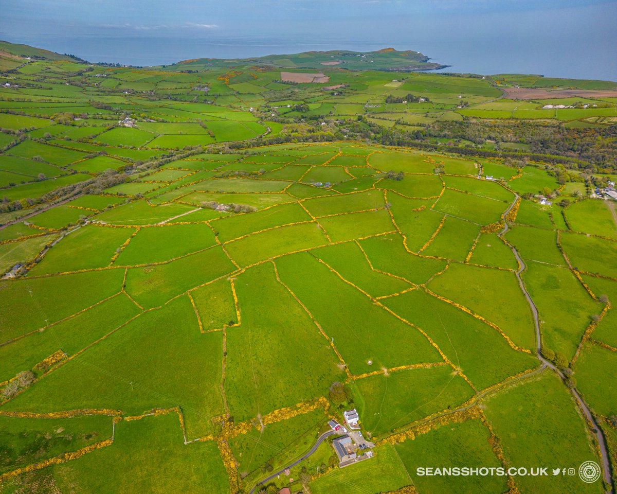 seansshots's tweet photo. Here's my fav pics from May in my countdown of images from this year. A lovely Bluebell covered path, Bee doing a bit of dabbing, sidecar action from the Pre TT Classic and a drone shot of the Gorse hedges in Maughold #myimages #favimages2023 #picsoftheyear2023 #iomstory https://t.co/5ULIizyISx