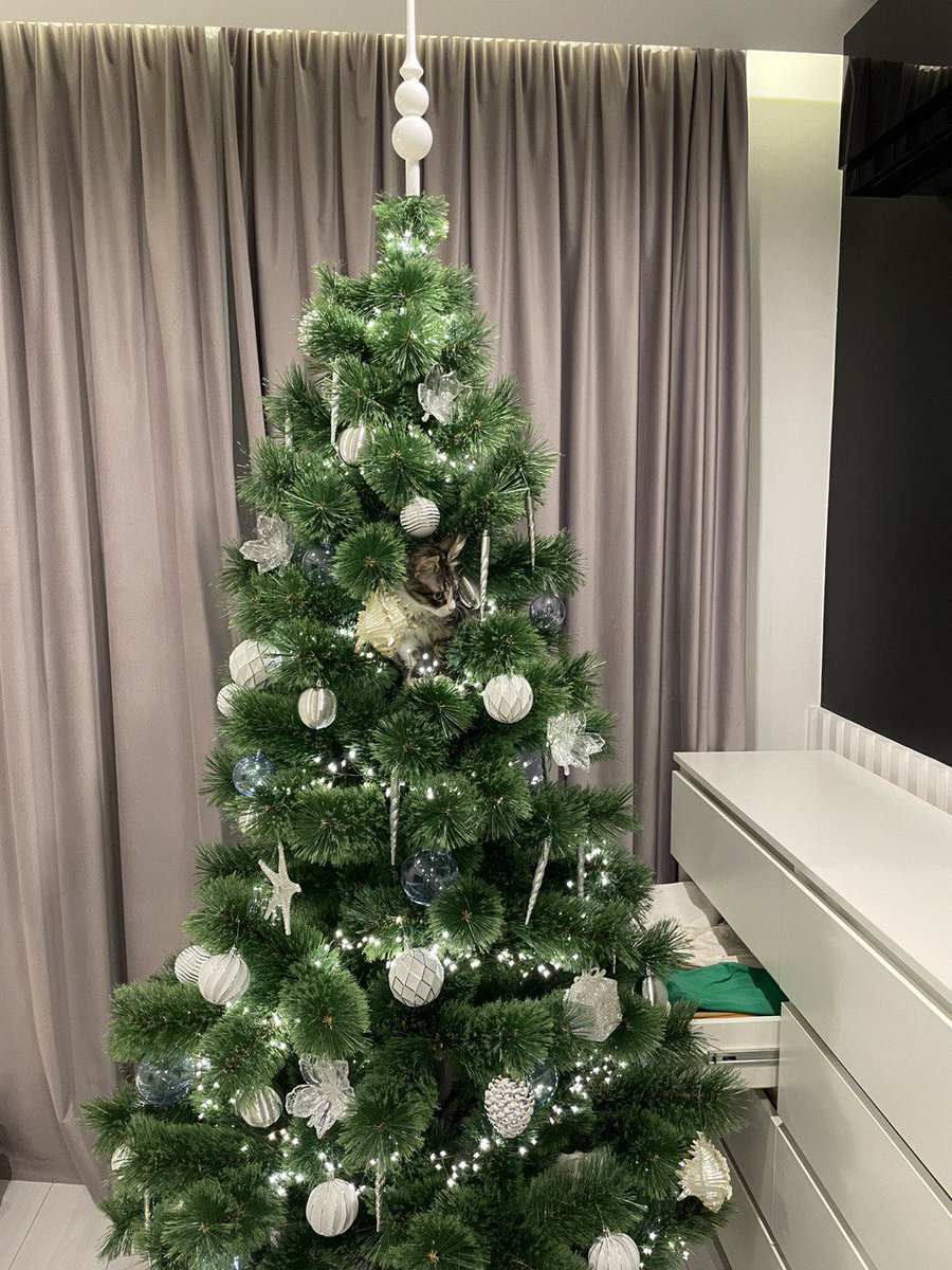 Happy Holidays from Gizmo in his new home ))))