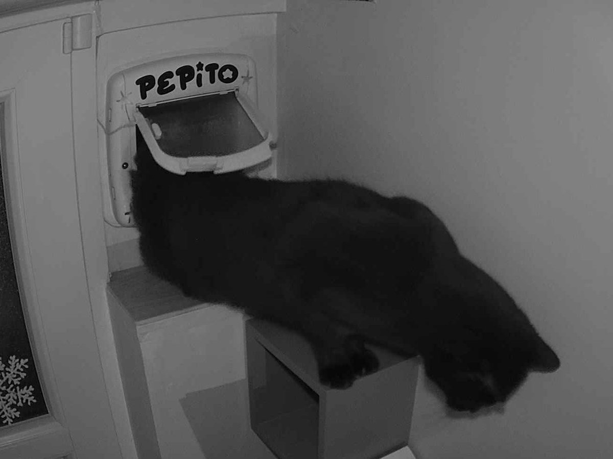 PepitoTheCat's tweet photo. Pépito is back home (20:13:42) https://t.co/Vb1w6MIHJu