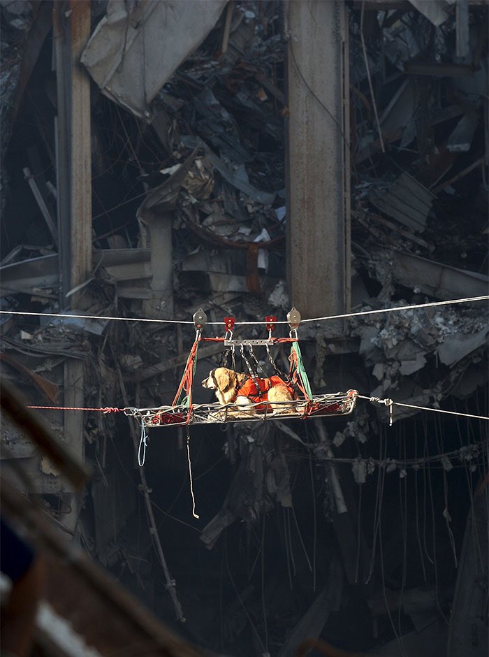AMAZ1NG_NATURE's tweet photo. Rescue dog Riley is transported out of the debris of the World Trade Center in the aftermath of 9/11. https://t.co/gaVti7cFTJ