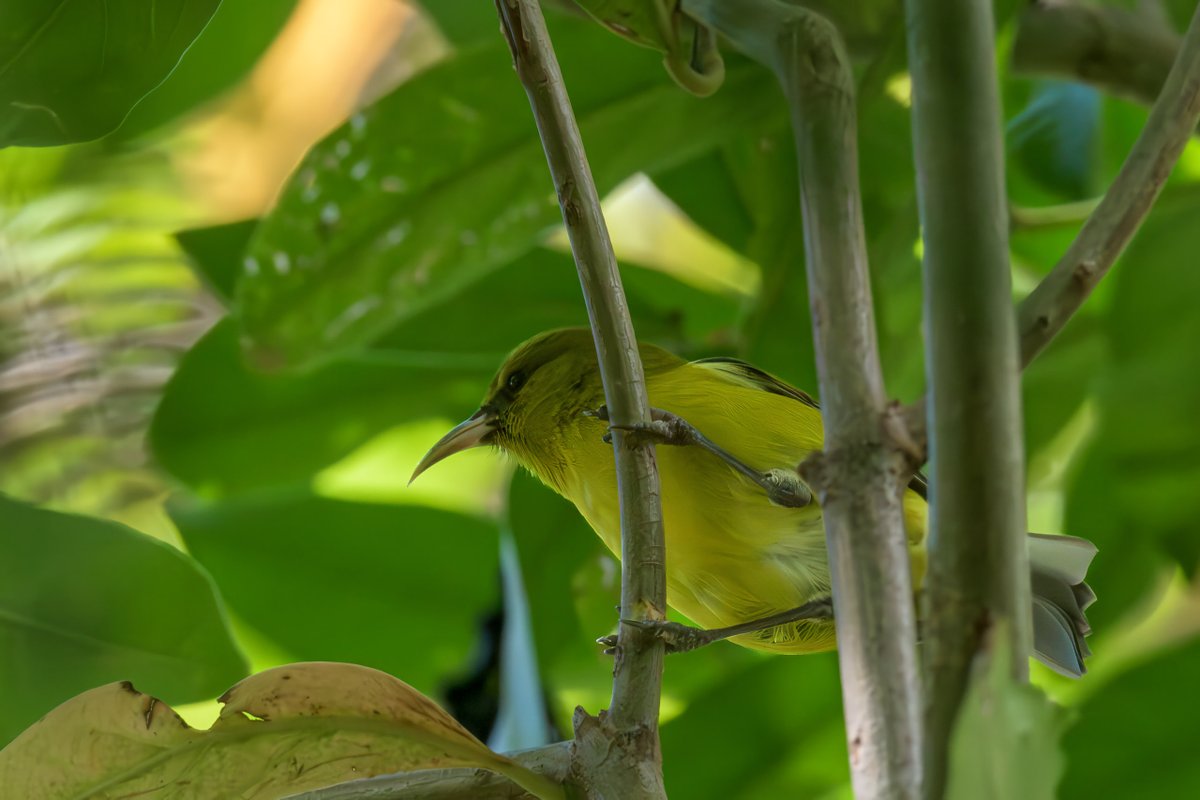 The Oʻahu ʻAmakihi: A Glimpse into its Biology, Endemism, Evolutionary History, and Phylogeny – Mountain Misfits

mtnmisfits.com/the-o%ca%bbahu…

#evolution #Hawaii #birding