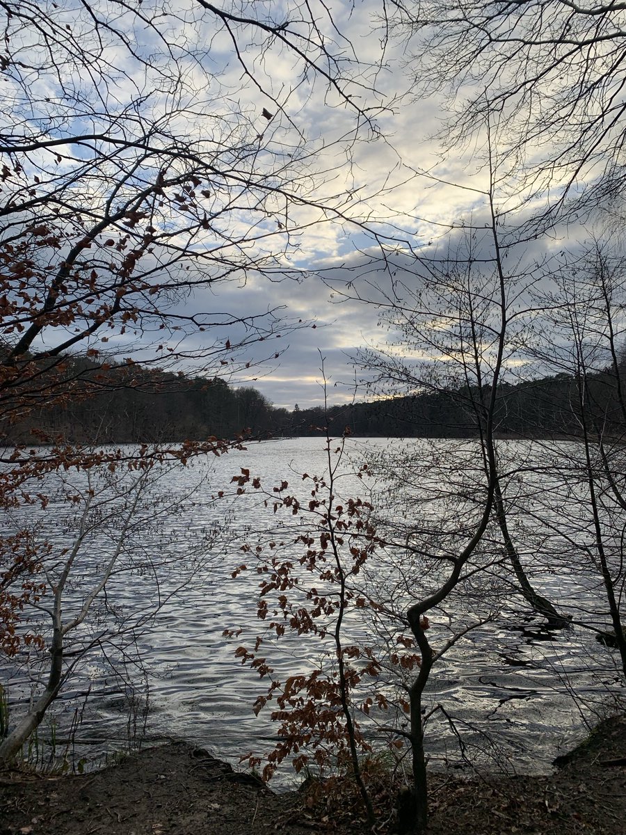 Funkelschoen's tweet photo. #KrummeLanke #Berlin #Waldspaziergang #nature #Natur #Naturephotography https://t.co/fENMjOKdqg