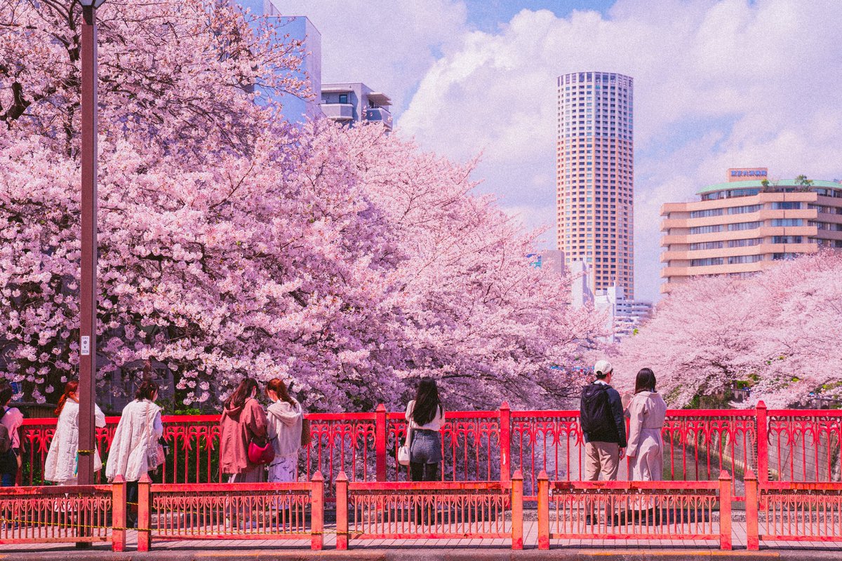 Spring in Japan 🌸