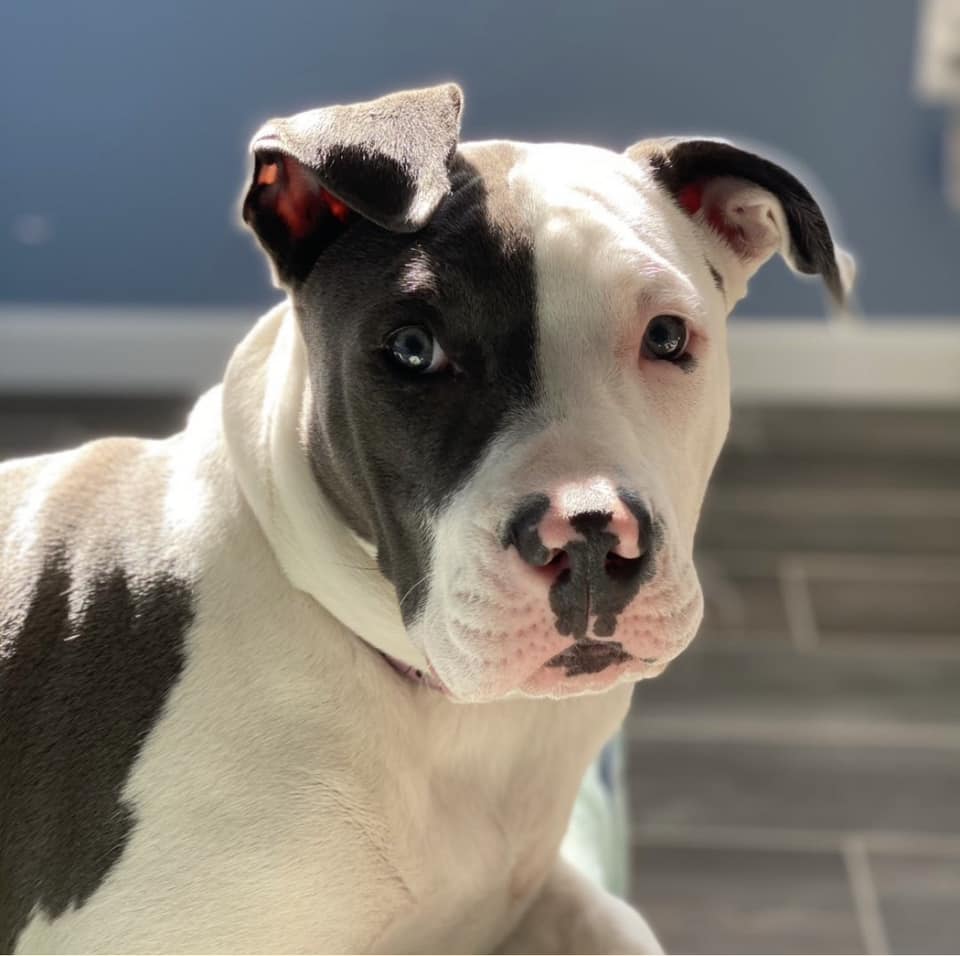 Diamond Pet Foods tweet media