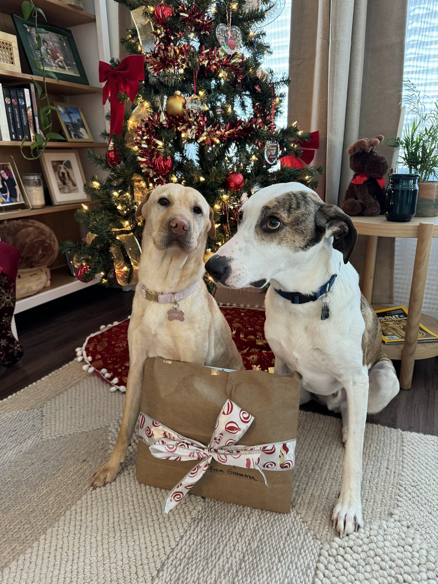 SamanthaKronos's tweet photo. My mom gave my dogs a  present that said “To my granddogs, from Gamma” 🥹❤️ https://t.co/tfIiqxoTUq