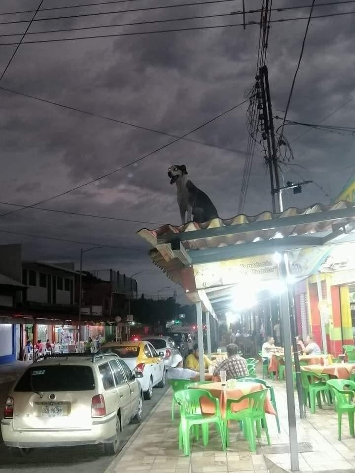 twaniimals's tweet image. the city needs a hero