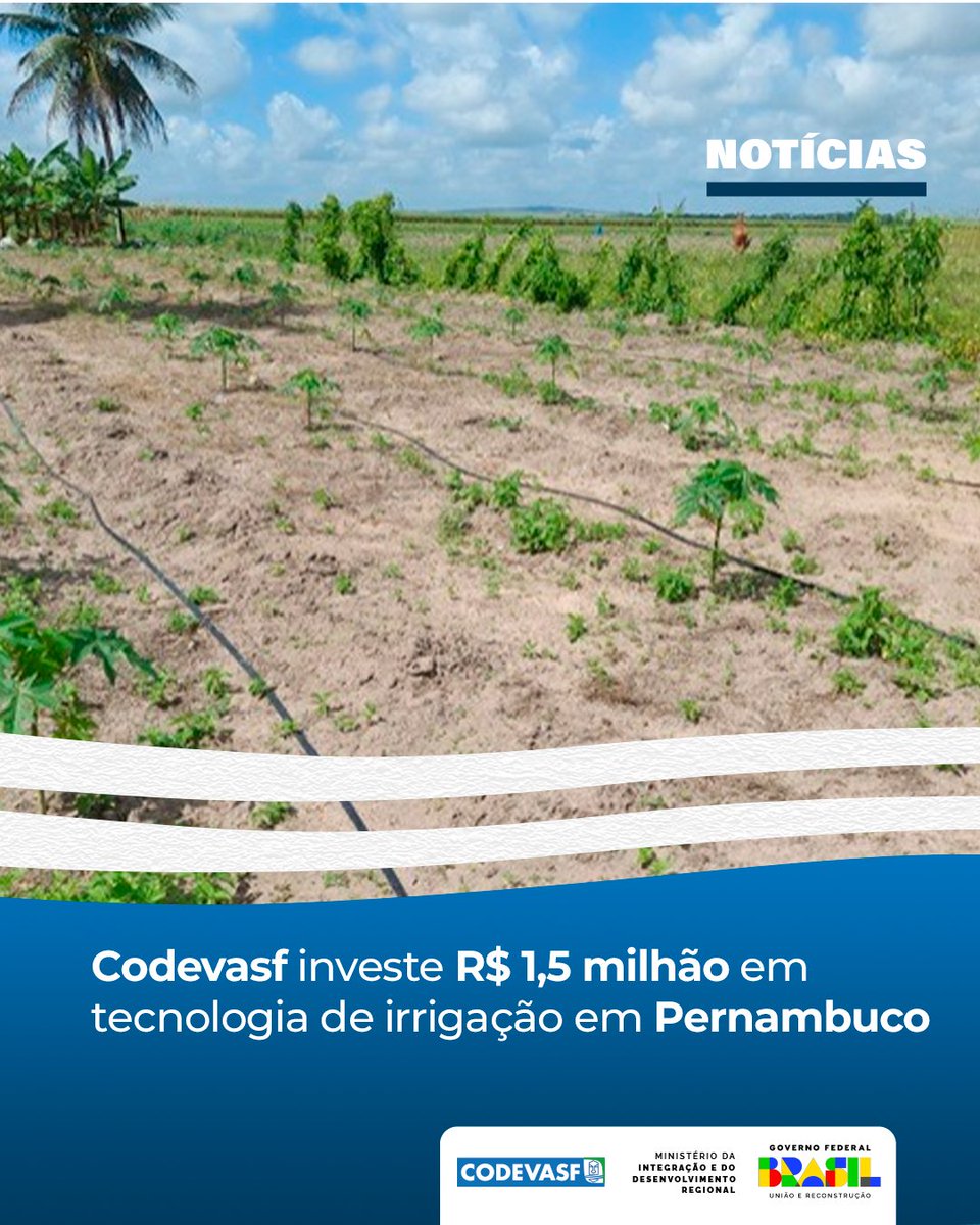 codevasf's tweet image. Codevasf investe R$1,5 mi em 2 mil kits de irrigação por gotejamento para impulsionar a agricultura familiar em Pernambuco. A iniciativa visa aumentar em até 50% a produtividade e renda dos agricultores. Tecnologia a serviço do desenvolvimento sustentável! 💧🌾 #Codevasf
